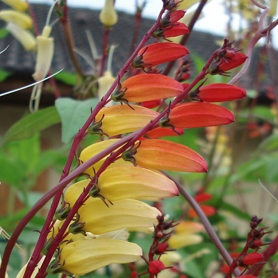 ipomée plume indienne en fleur